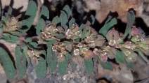 Chamaesyce maculata