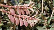 Chamaesyce maculata