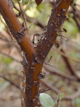 Arctostaphylos pallida