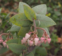 Arctostaphylos pallida