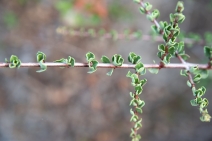 Ceanothus cuneatus var. fascicularis