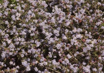 Ceanothus divergens