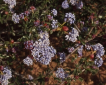 Ceanothus divergens