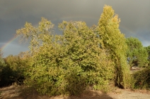 Populus trichocarpa