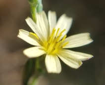 Lactuca saligna