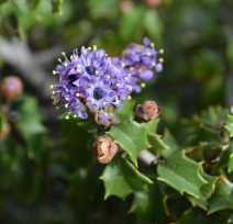Ceanothus masonii