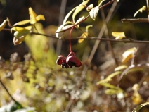 Euonymus occidentalis var. occidentalis