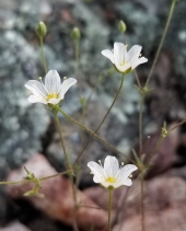 Minuartia douglasii