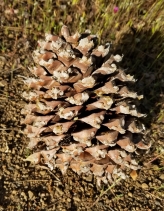 Pinus sabiniana