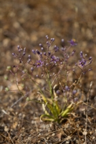 Chlorogalum purpureum var. reductum