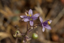 Chlorogalum purpureum var. reductum