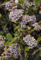 Ceanothus maritimus