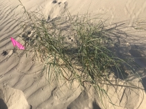 Elymus farctus ssp. boreali-atlanticus