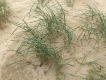 Elymus farctus ssp. boreali-atlanticus