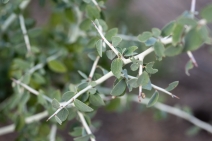 Ceanothus leucodermis