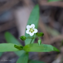 Moehringia macrophylla