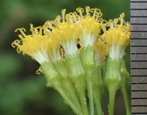 Delairea odorata