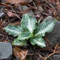 Goodyera oblongifolia