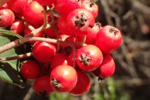 Cotoneaster lacteus
