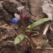 Collinsia parviflora