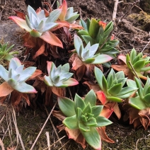 Dudleya farinosa
