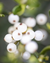Phoradendron densum