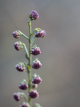 Artemisia californica