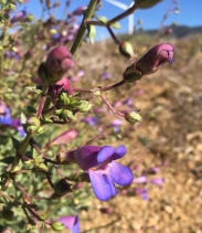 Penstemon incertus