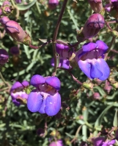 Penstemon incertus