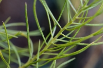 Ericameria arborescens