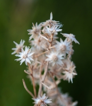 Ericameria arborescens