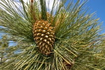 Pinus coulteri