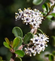 Ceanothus megacarpus