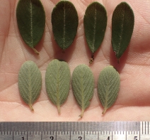 Ceanothus megacarpus var. megacarpus