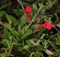 Gambelia speciosa