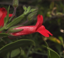 Gambelia speciosa