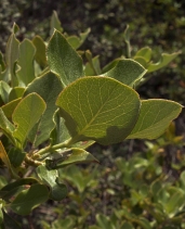 Garrya congdonii