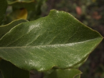 Garrya congdonii