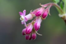 Ribes malvaceum