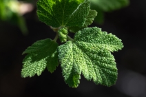 Ribes malvaceum