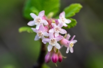 Ribes malvaceum
