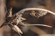 Bolboschoenus maritimus ssp. paludosus