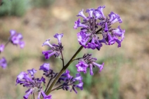 Turricula parryi