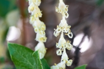 Garrya veatchii