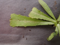 Rafinesquia californica