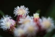 Baccharis salicifolia