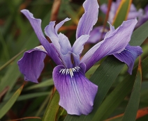 Iris douglasiana