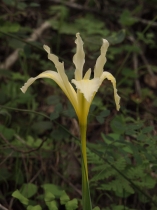 Iris fernaldii