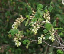 Ribes malvaceum var. indecorum