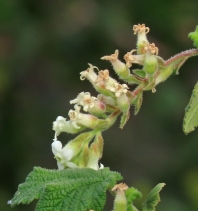 Ribes malvaceum var. indecorum